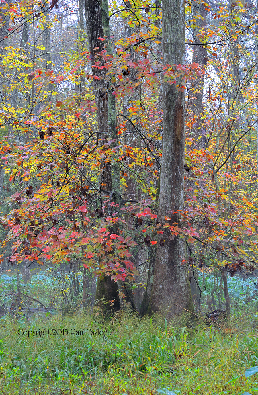 Color in the Fog small