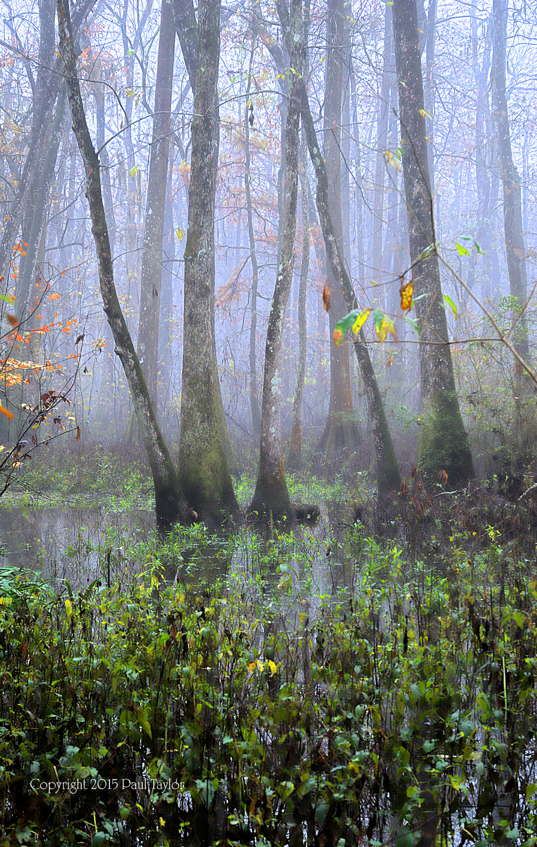 Heavy Fog around the Trees small