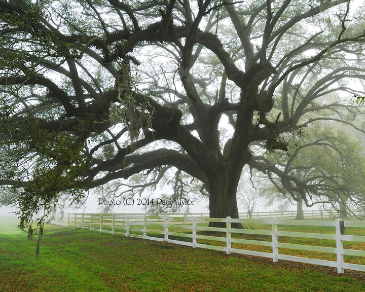 O'Neal Oak 8X10 Copyright