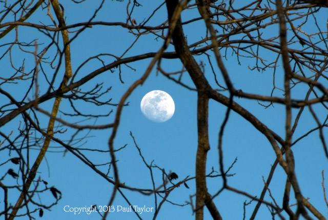 Paul Taylor-Moon thru Branches