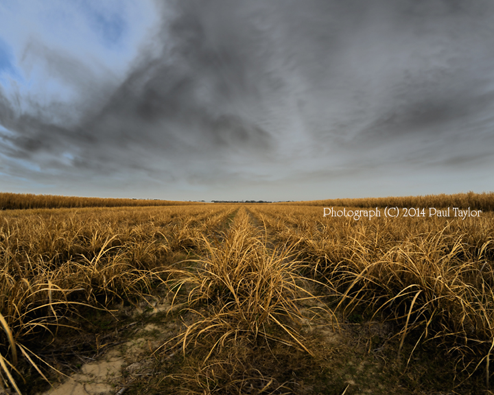 Storm Gathering over a Field- Plaquemine copyright copy