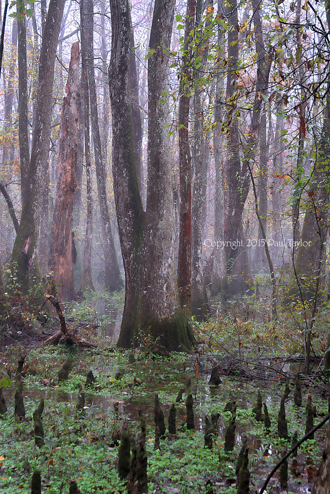 Swamp Cathedral 2 small