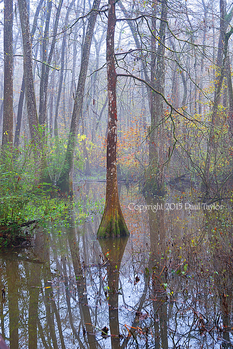 Swamp Cathedral 3A small