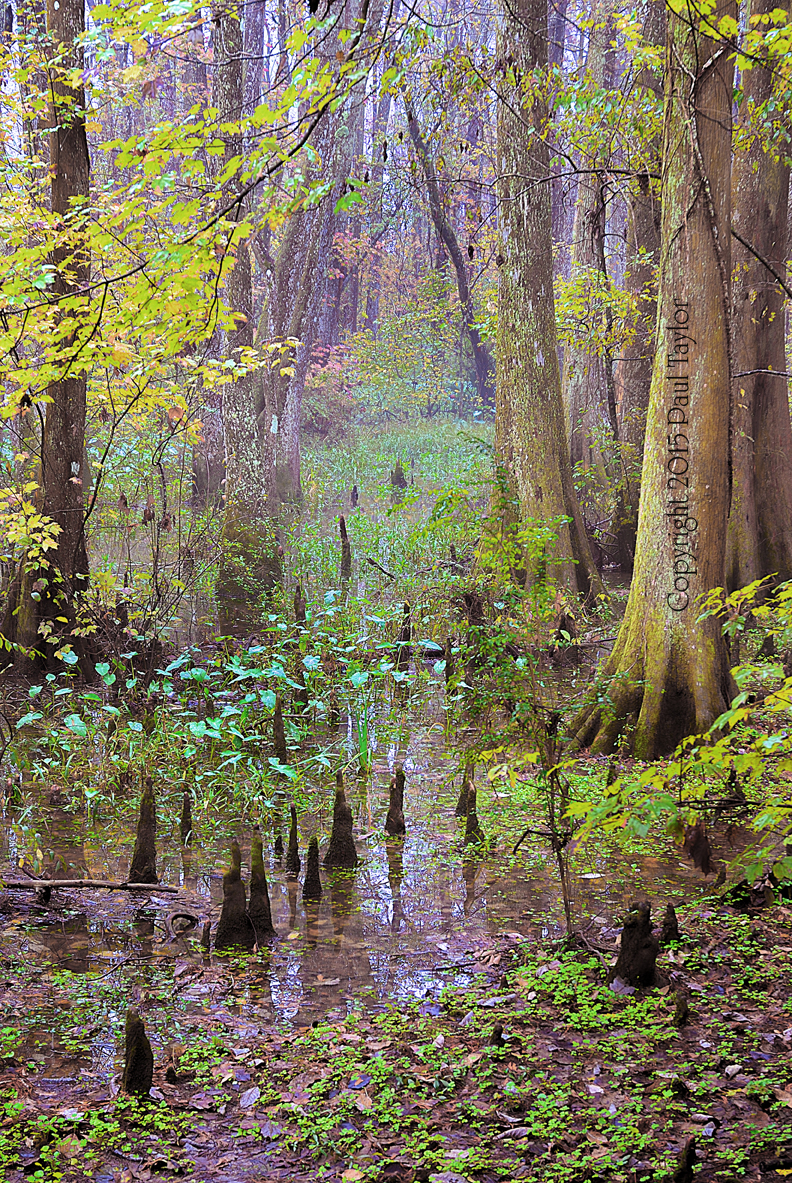 Swamp Cathedral small